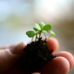 Cómo puedes sembrar árboles para ayudar al planeta