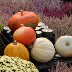 Qué semillas deberías comprar para tu jardín